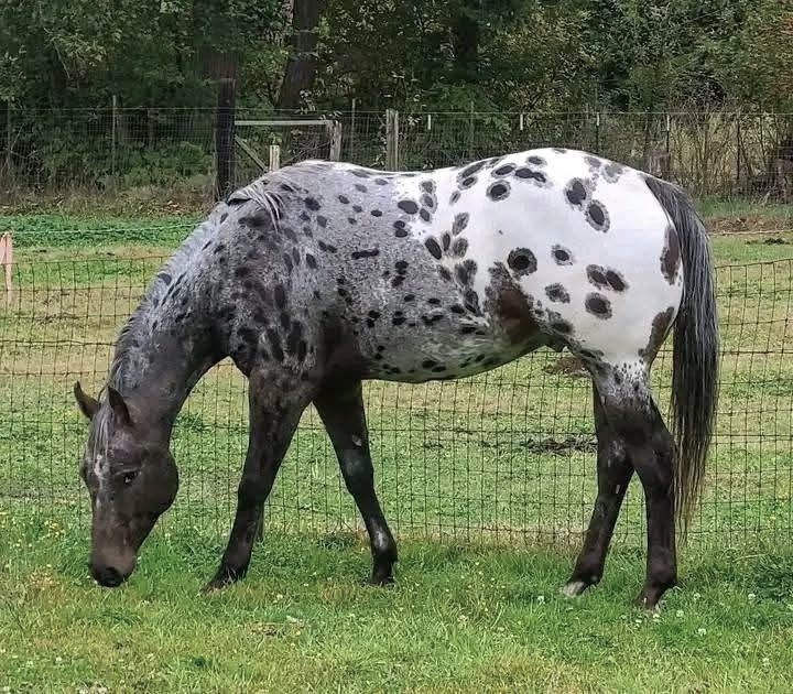Appaloosa